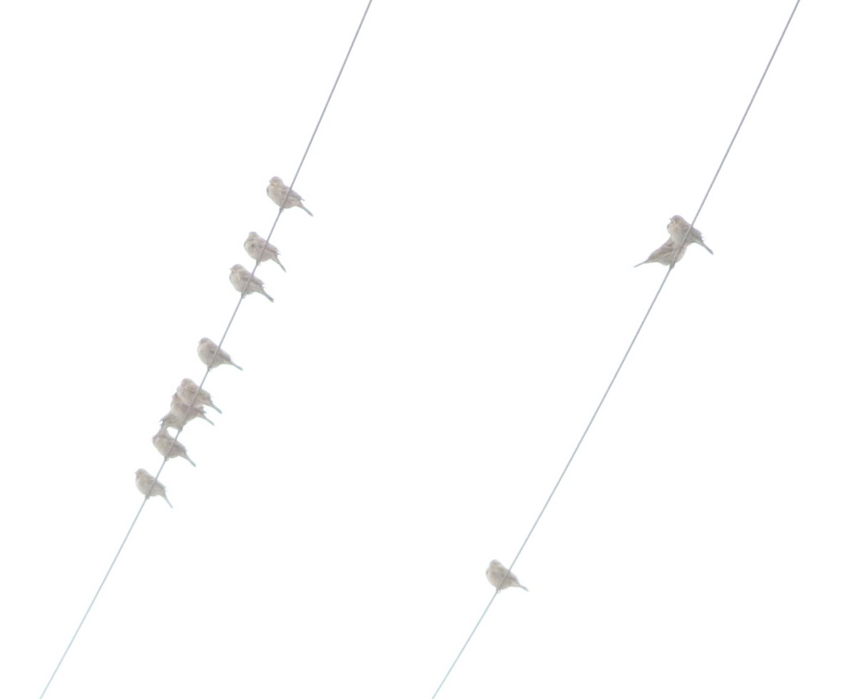 Corn Bunting - ML646418764