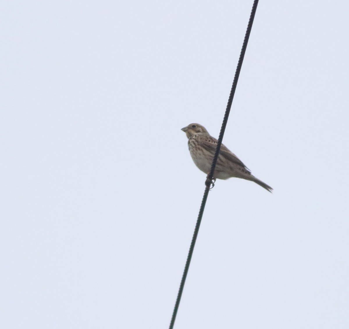 Corn Bunting - ML646418765