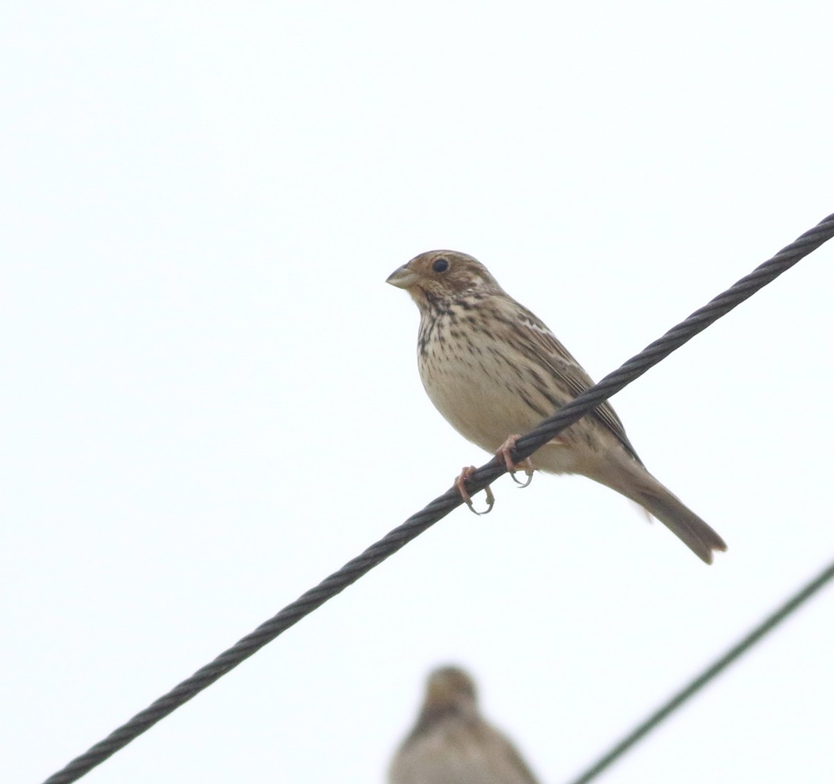 Corn Bunting - ML646418766