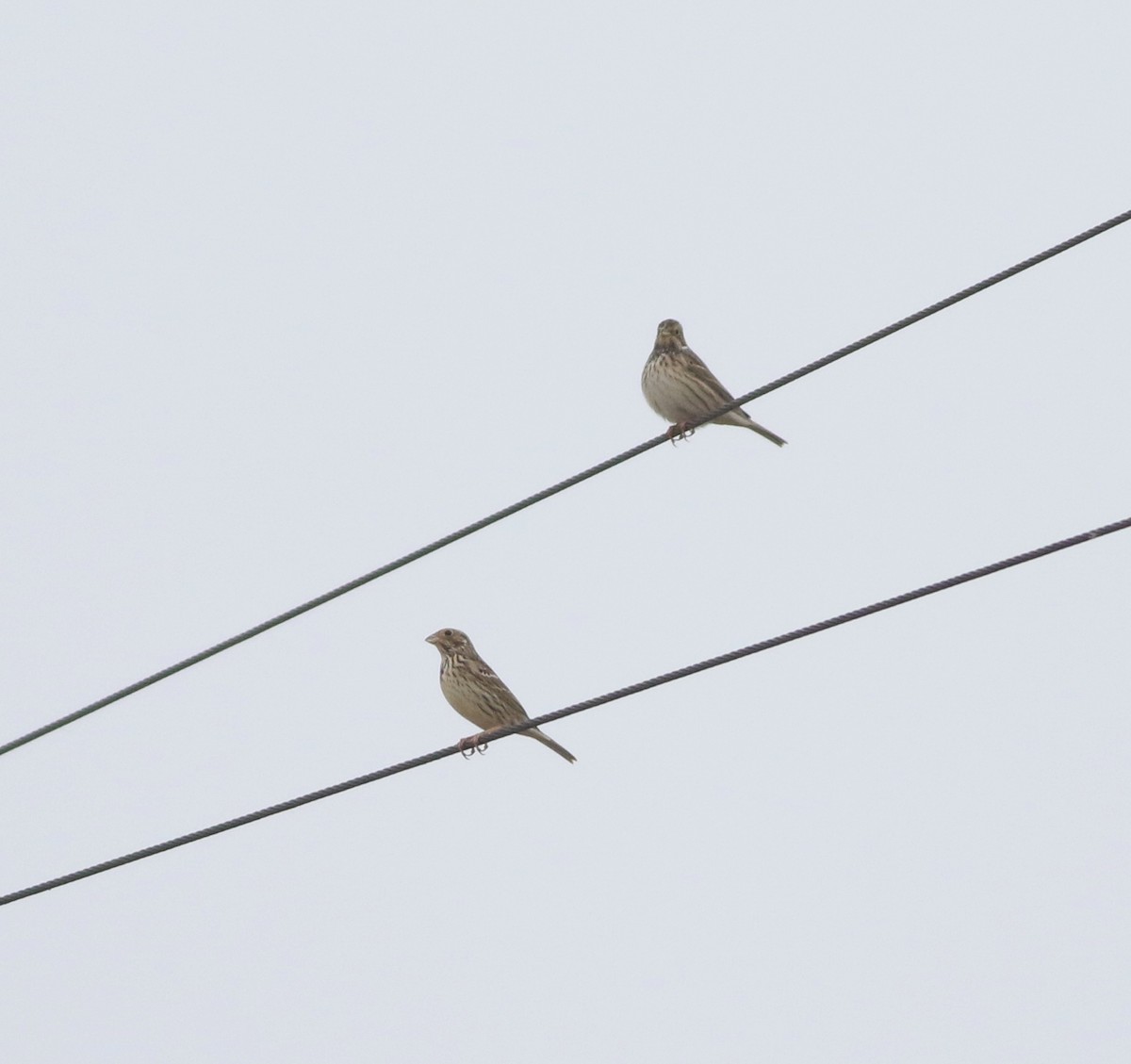 Corn Bunting - ML646418767