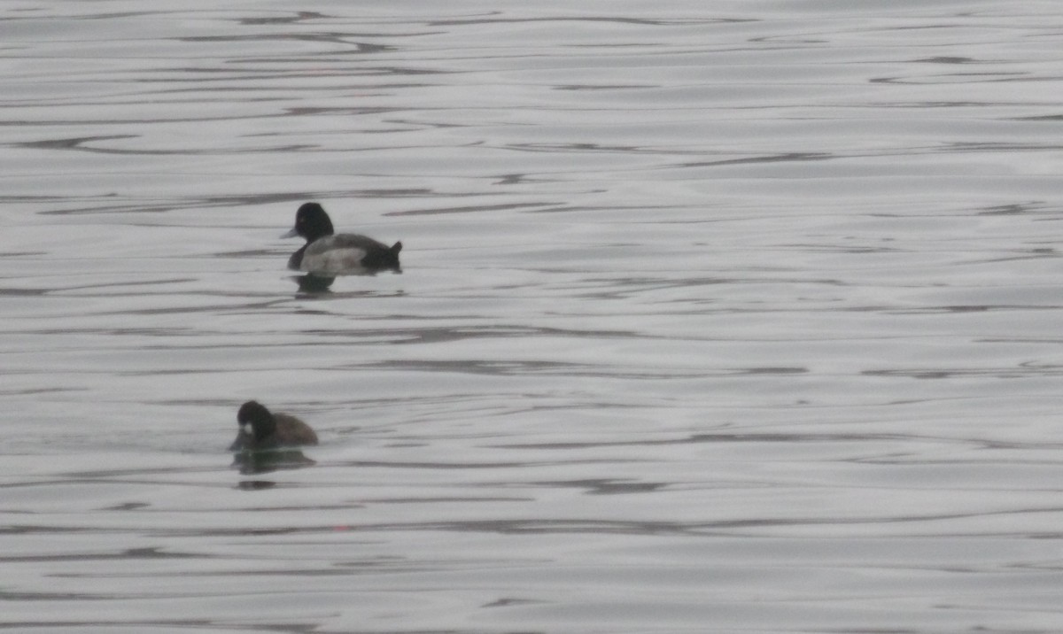 Greater Scaup - ML646418772