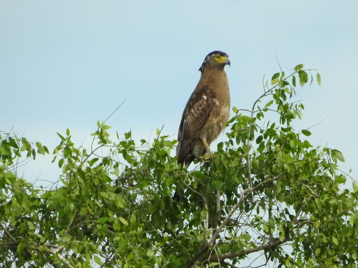 Crested Serpent-Eagle - ML646418773