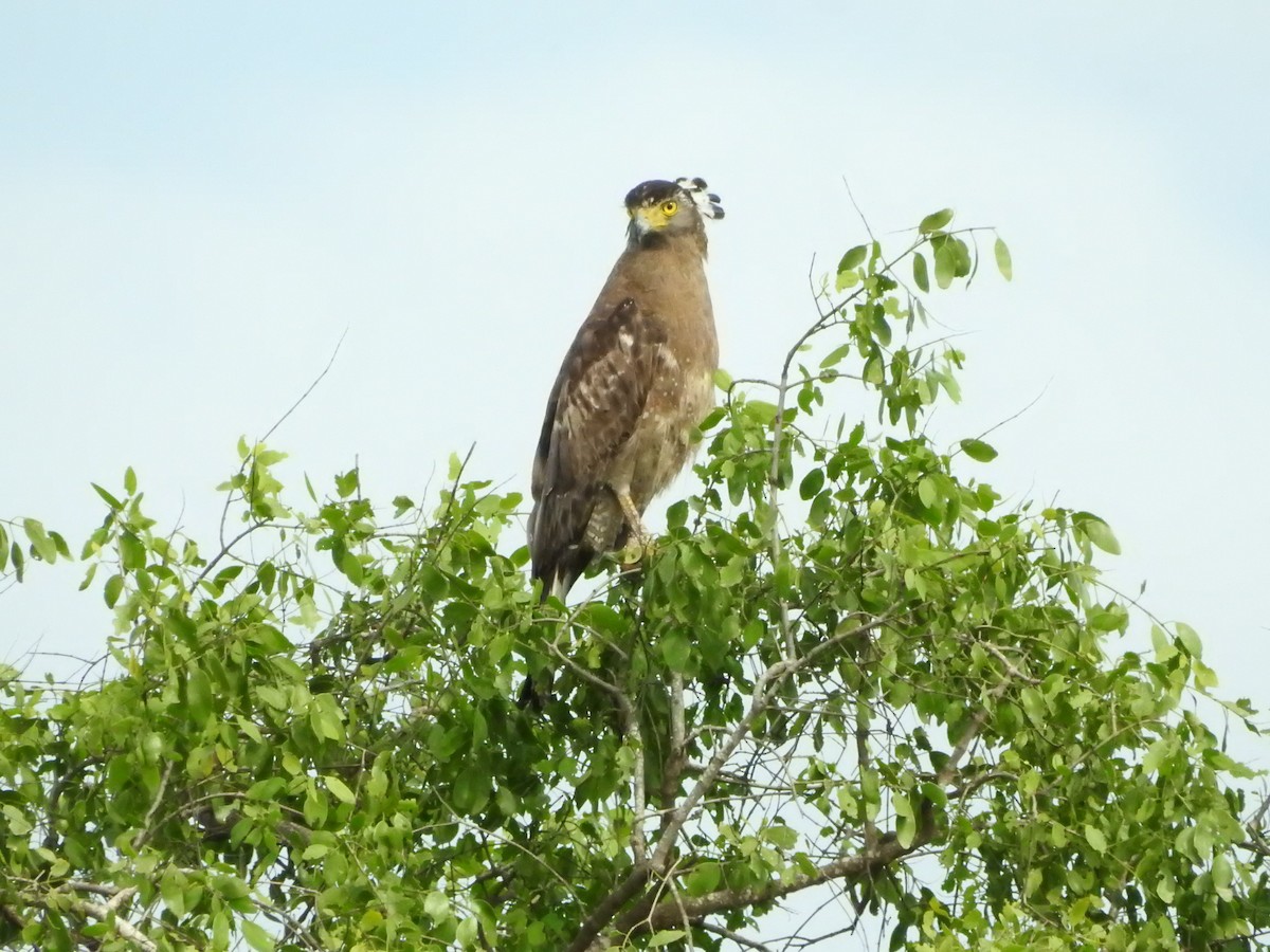Crested Serpent-Eagle - ML646418774
