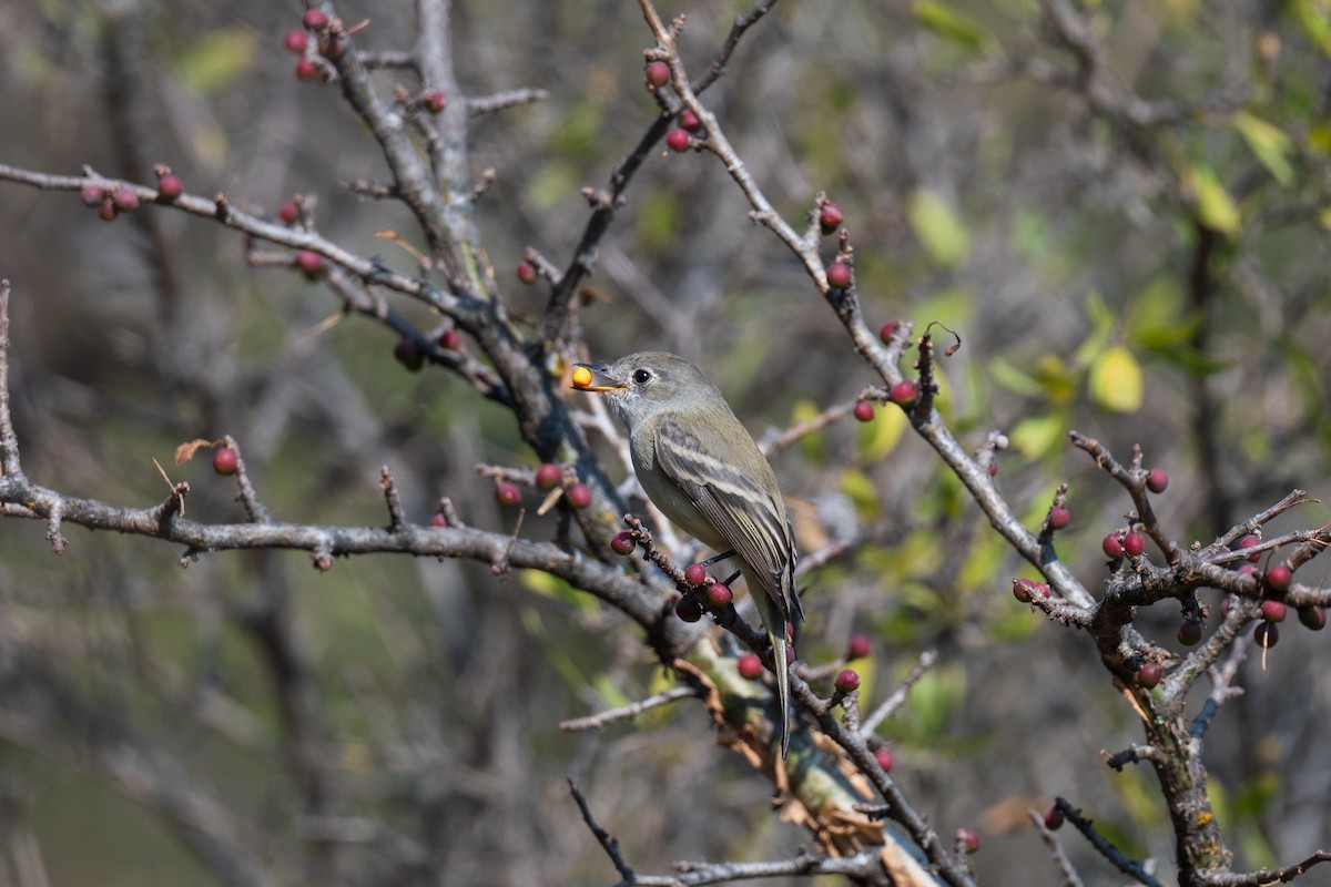 Dusky Flycatcher - ML646418775