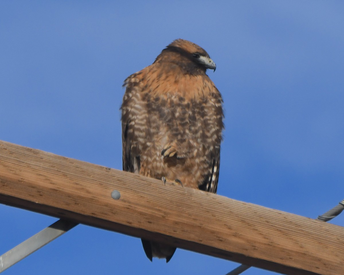 káně rudochvostá - ML646418776