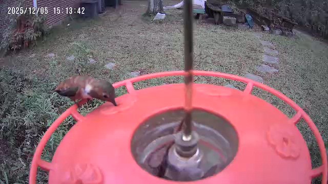 Rufous Hummingbird - ML646418778