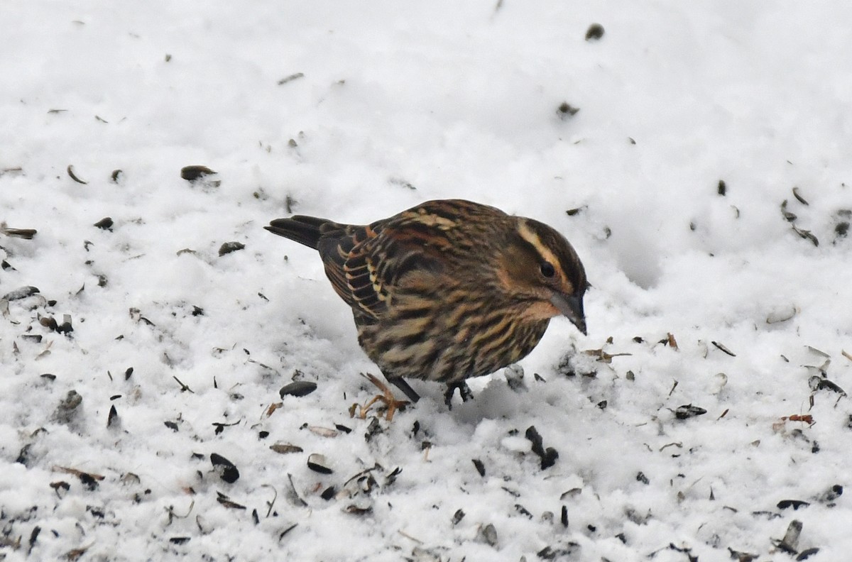 Red-winged Blackbird - ML646418784