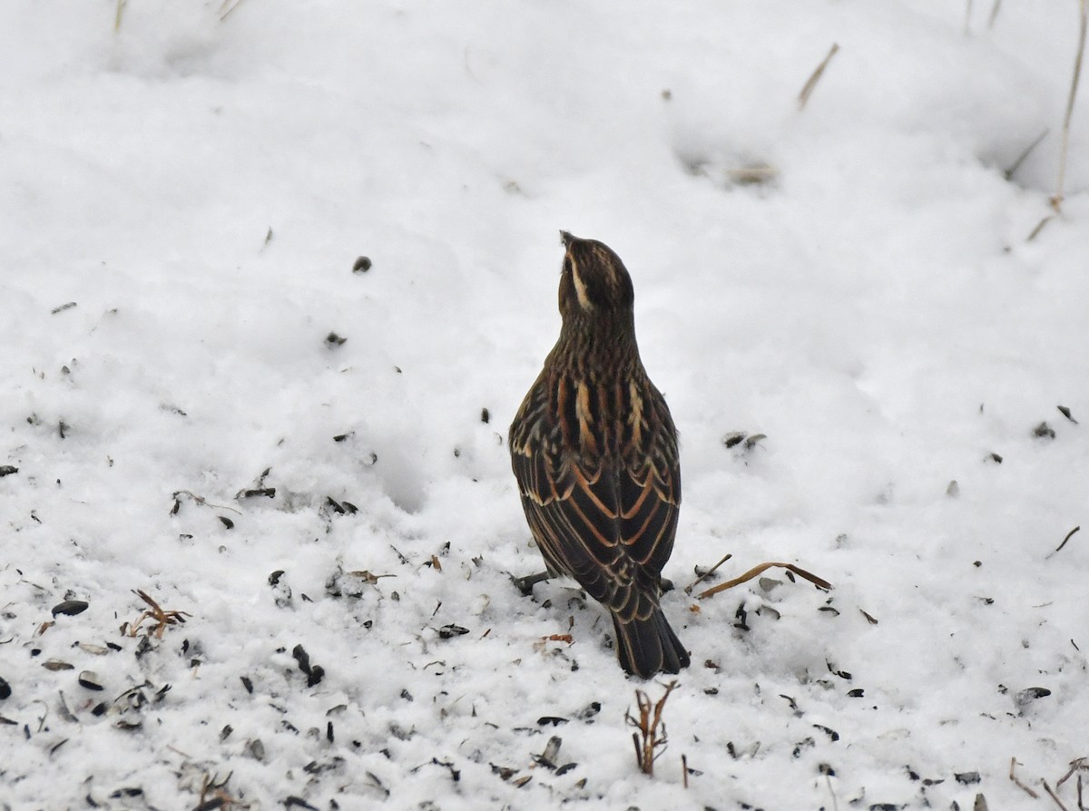 Red-winged Blackbird - ML646418785