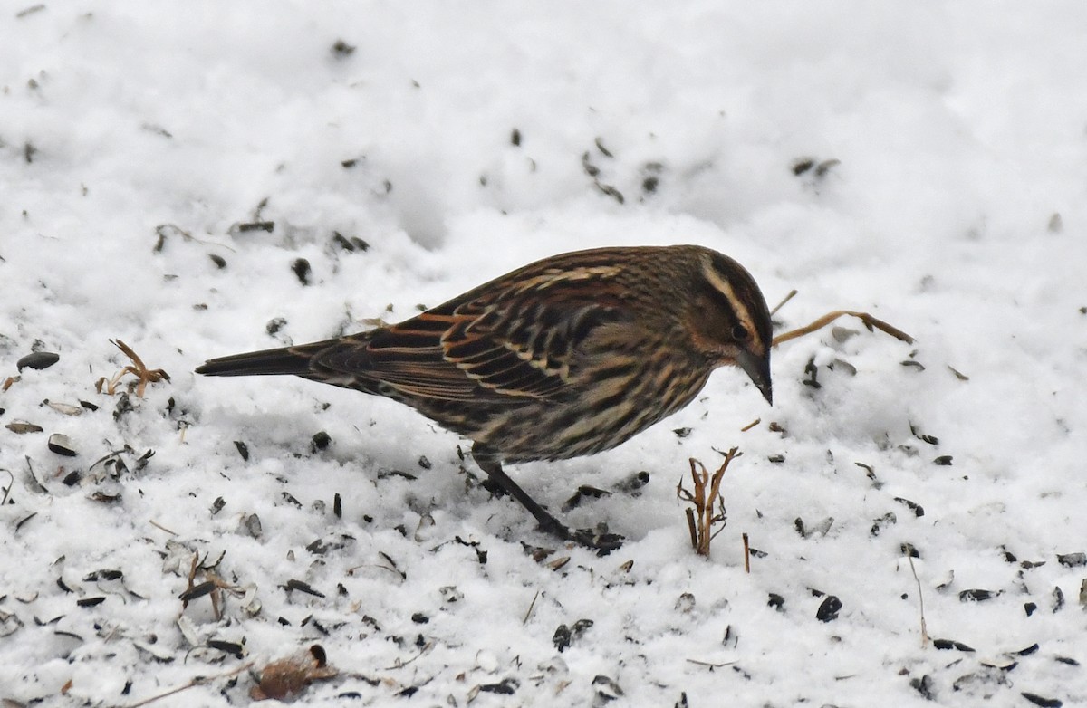 Red-winged Blackbird - ML646418786