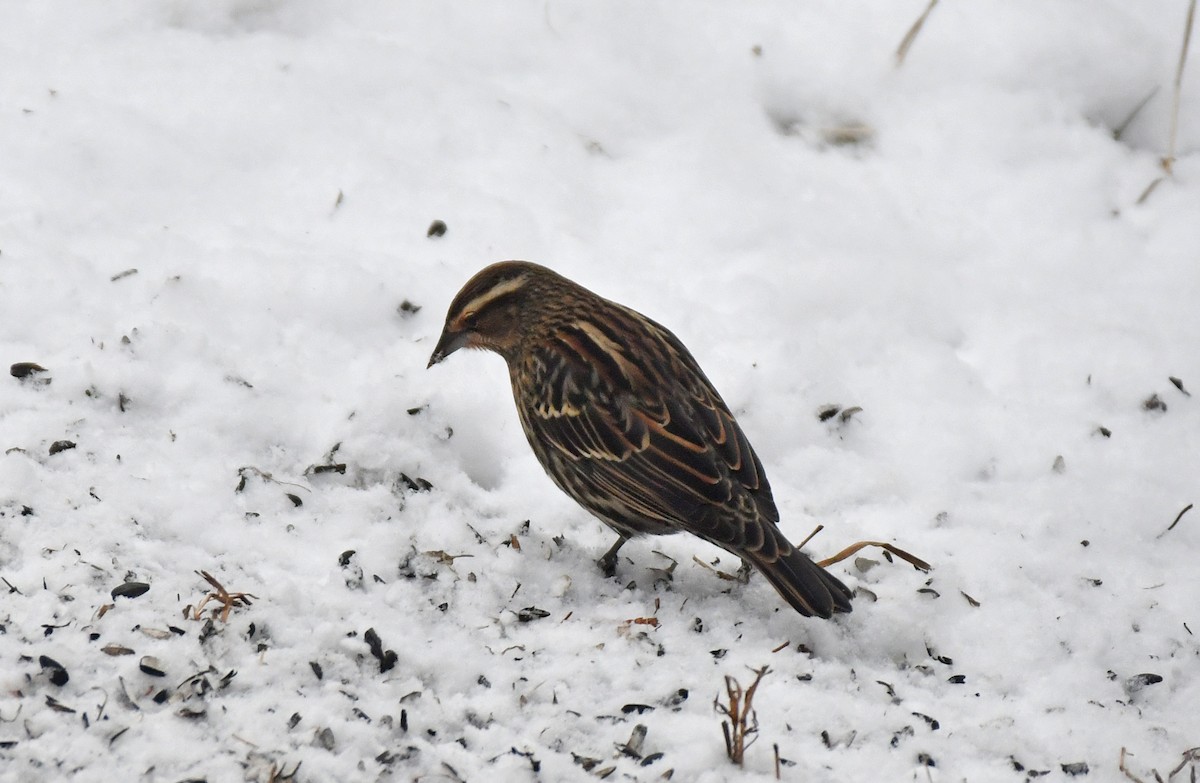 Red-winged Blackbird - ML646418787