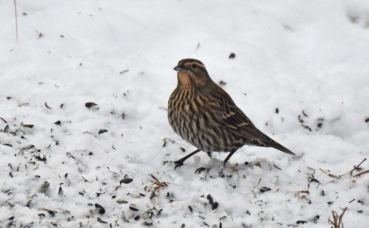Red-winged Blackbird - ML646418788