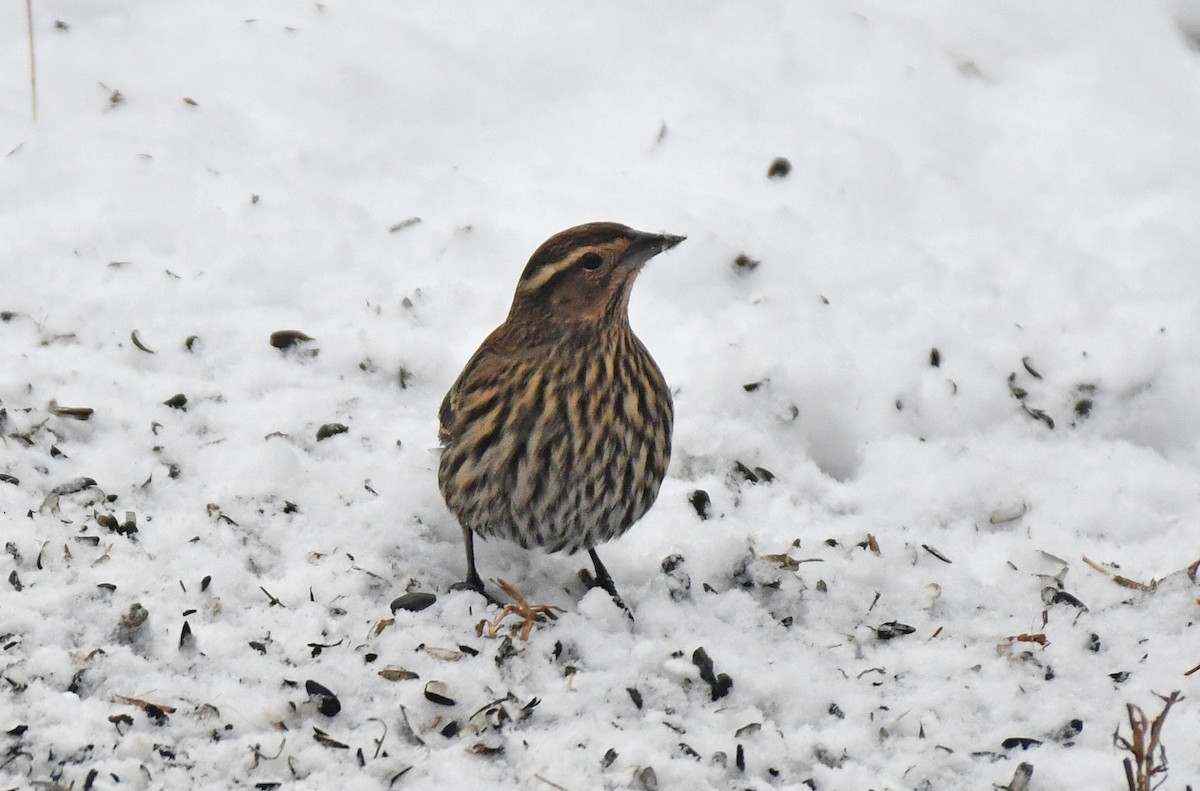 Red-winged Blackbird - ML646418789