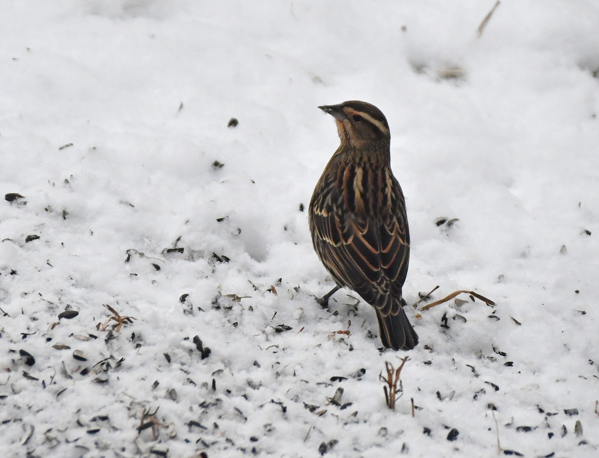 Red-winged Blackbird - ML646418790