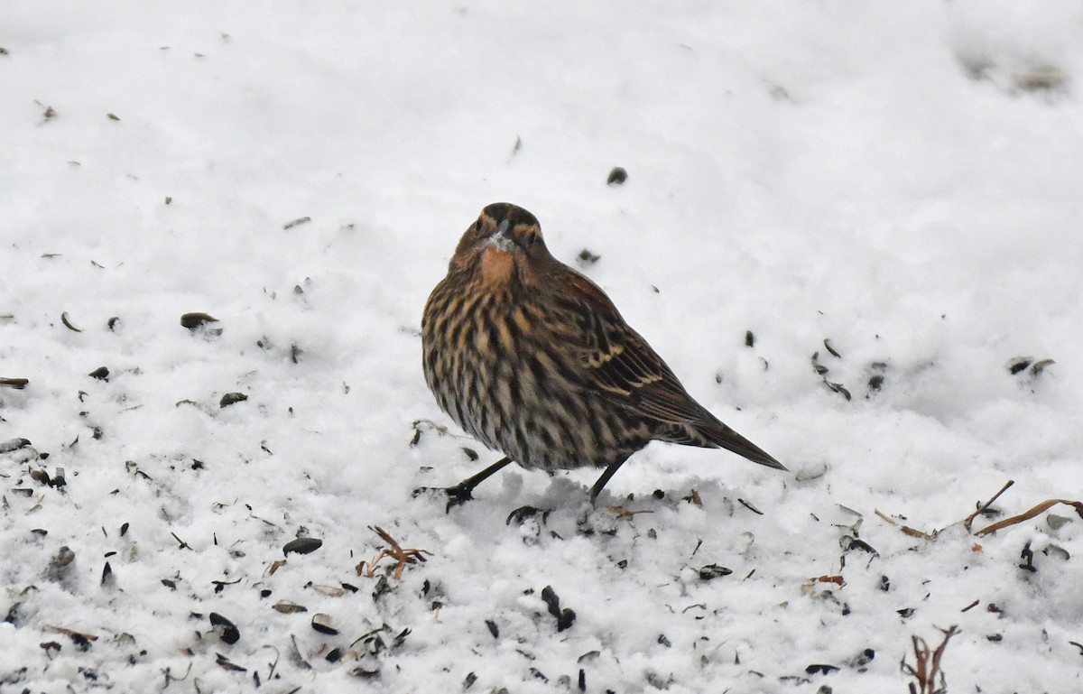 Red-winged Blackbird - ML646418791