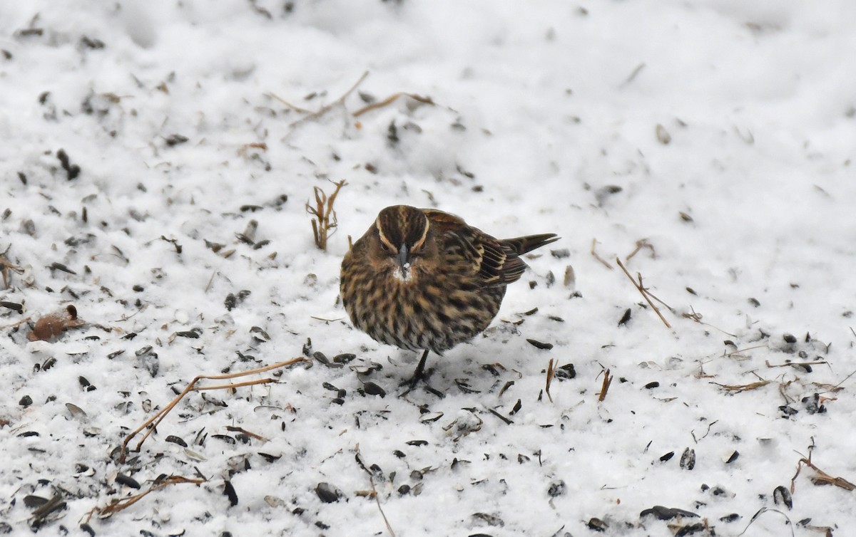 Red-winged Blackbird - ML646418792