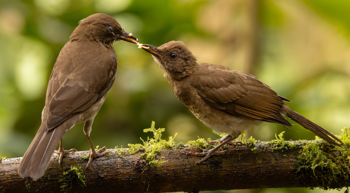 Черноклювый дрозд - ML646418793