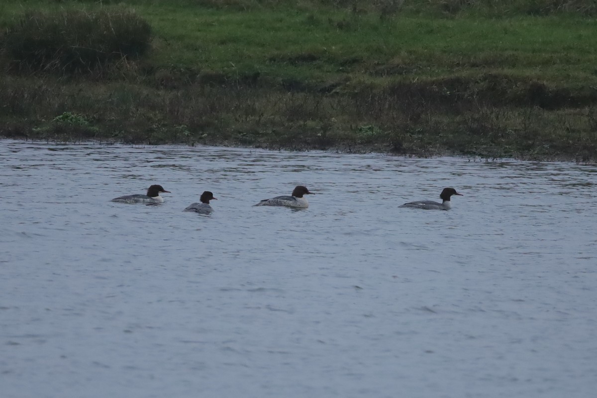 morčák velký - ML646418797