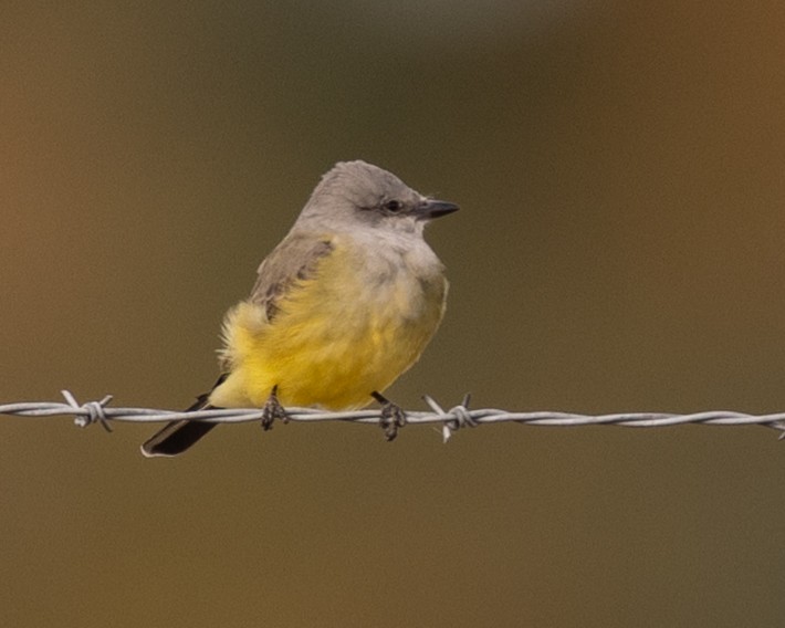Scissor-tailed Flycatcher - ML646418801