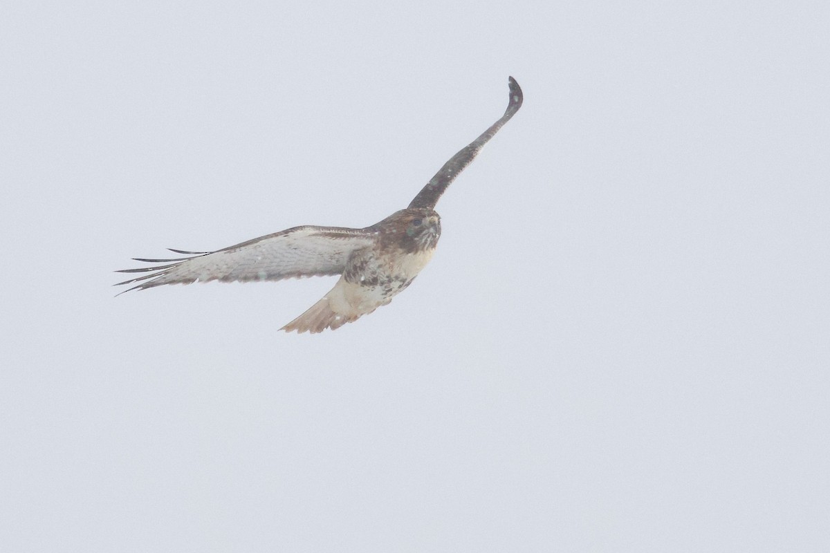 Red-tailed Hawk (abieticola) - ML646418804
