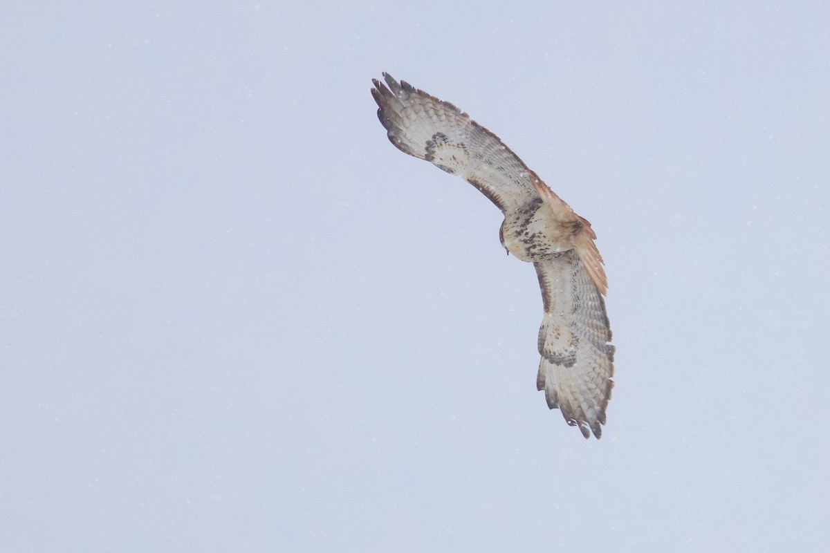 Red-tailed Hawk (abieticola) - ML646418805