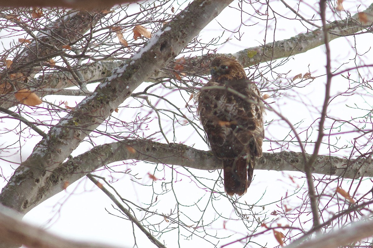 Red-tailed Hawk (abieticola) - ML646418806