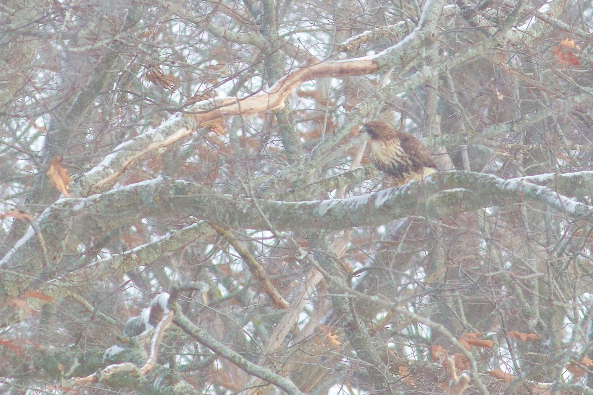 Red-tailed Hawk (abieticola) - ML646418807