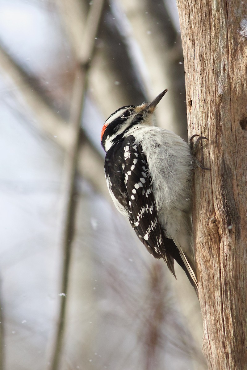 セジロアカゲラ（villosus グループ） - ML646418811