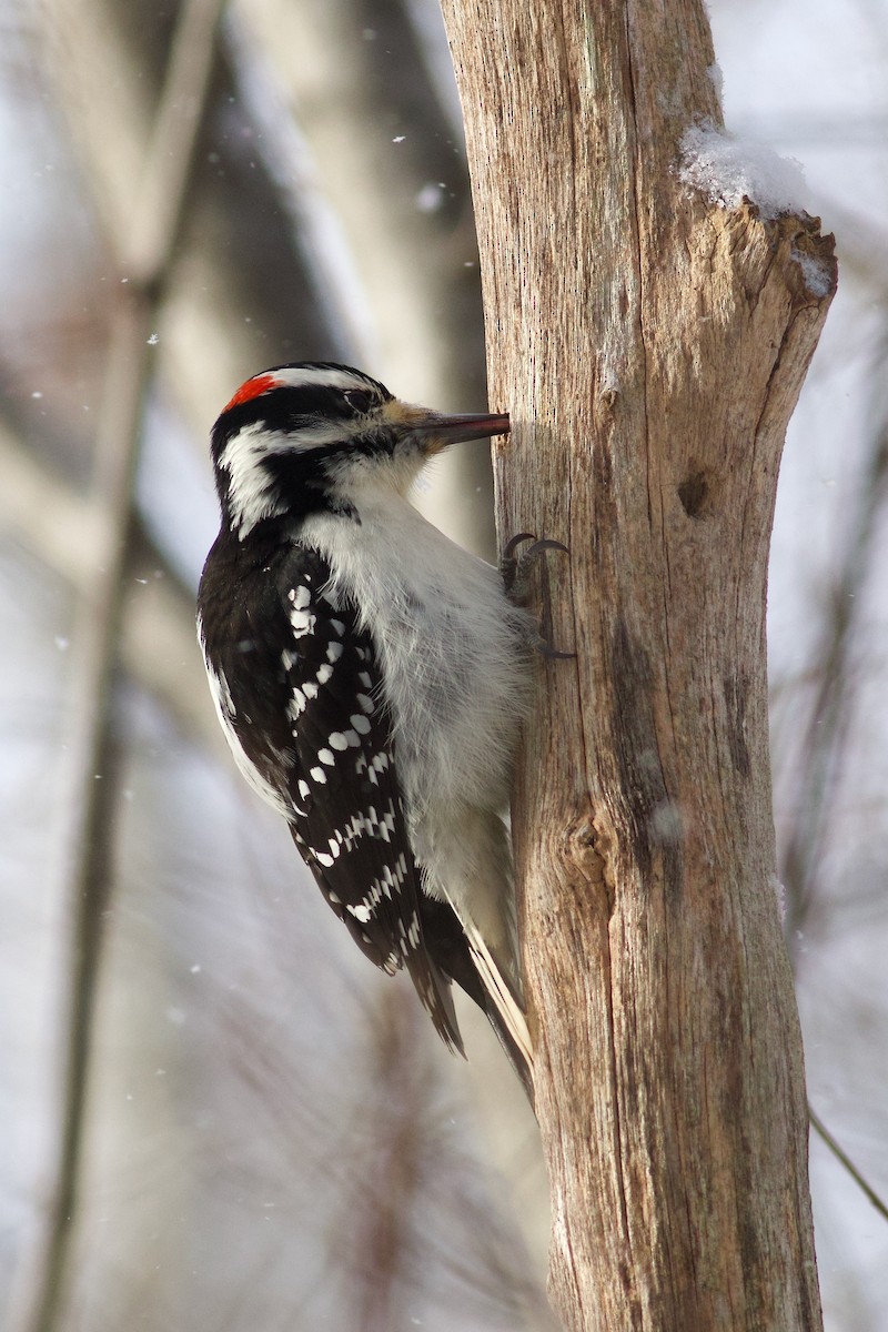 セジロアカゲラ（villosus グループ） - ML646418812