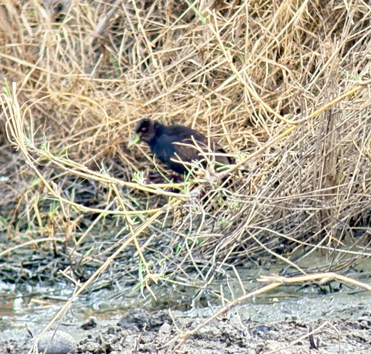 Black Crake - ML646418813