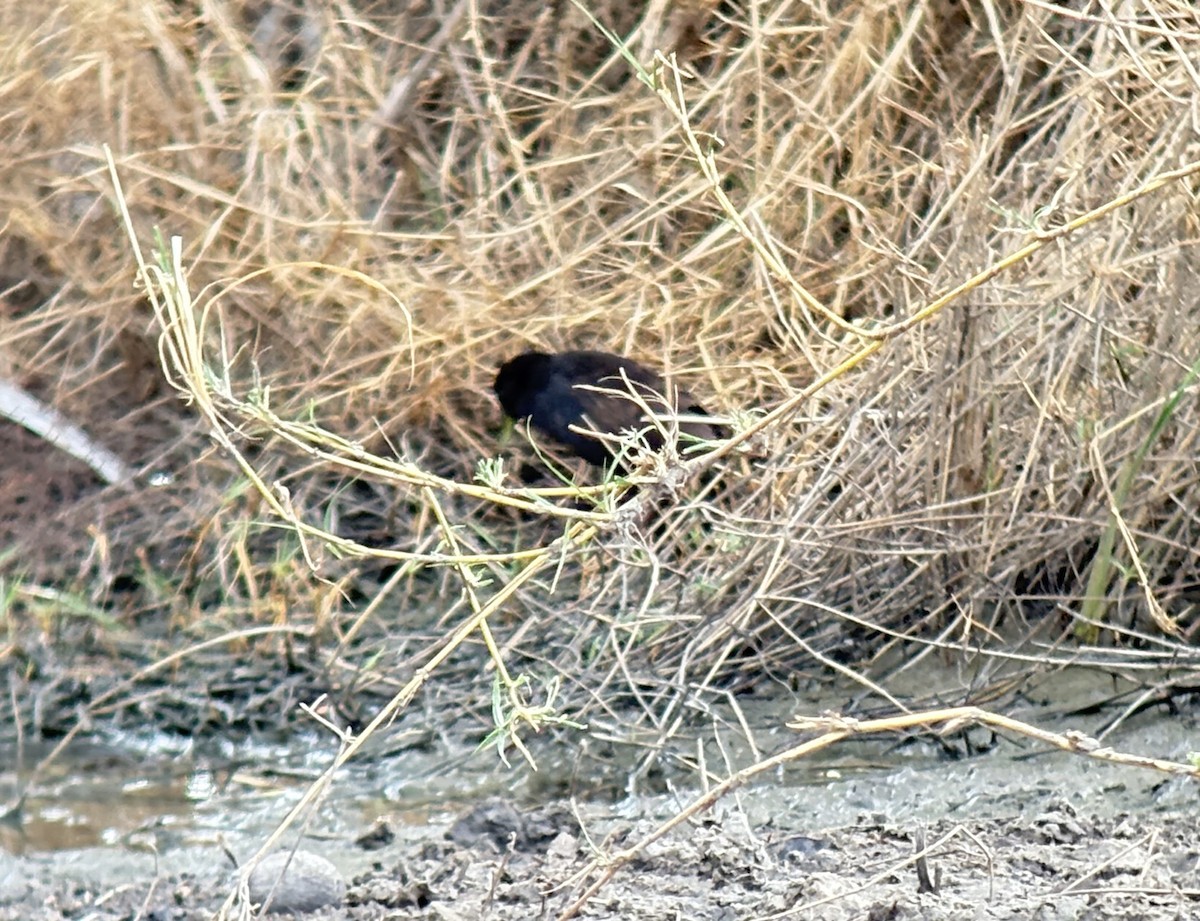 Black Crake - ML646418814