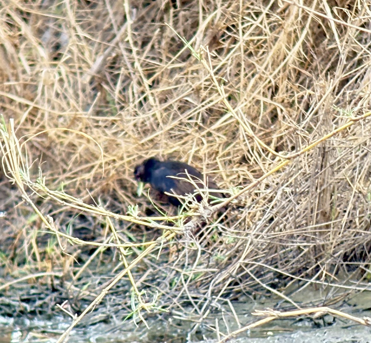 Black Crake - ML646418815