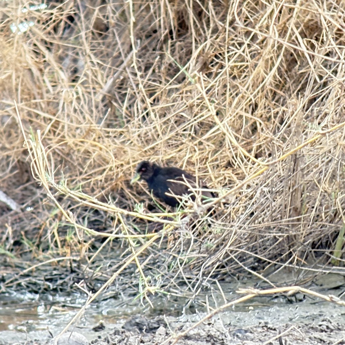 Black Crake - ML646418816