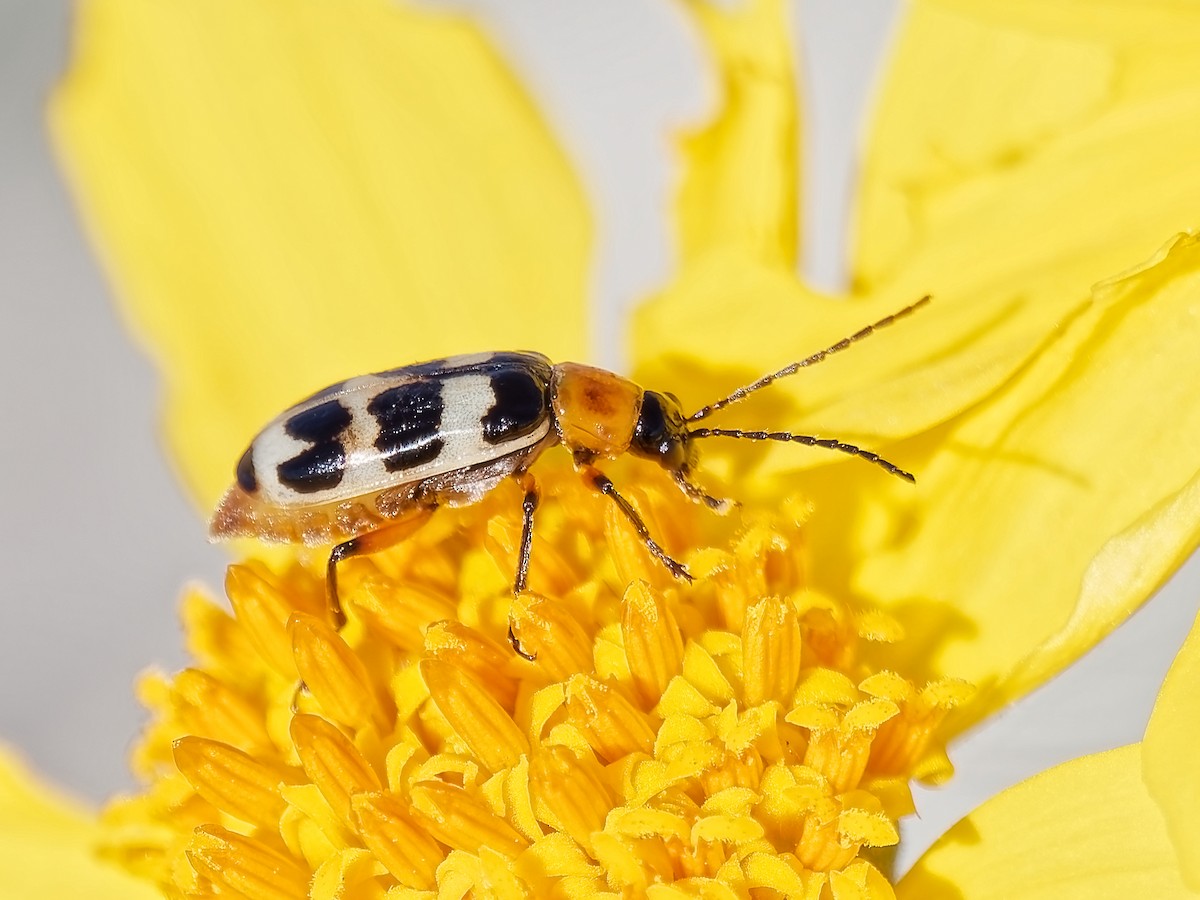 Checkered Melon Beetle - ML646418821
