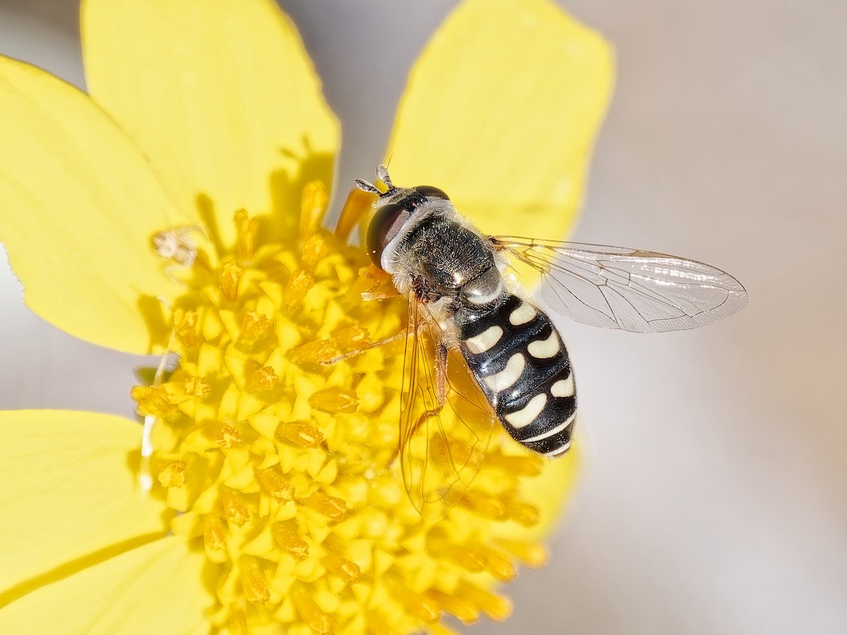 Aphideaters - ML646418822