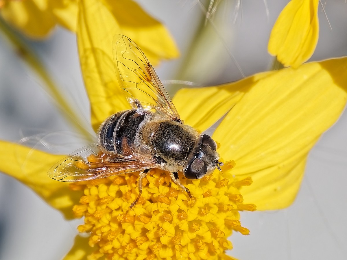 Yellow-shouldered Drone Fly - ML646418823