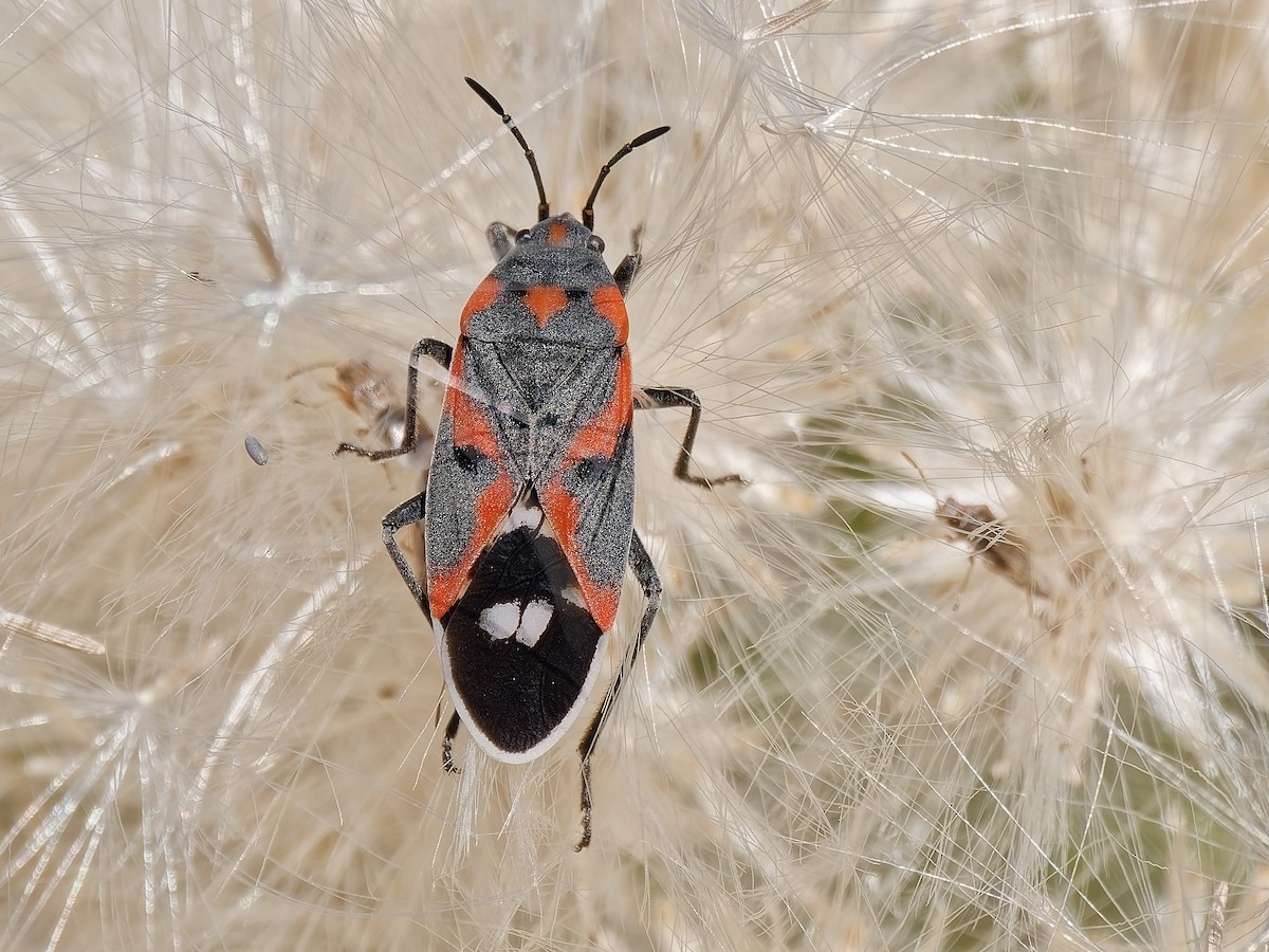 Western Small Milkweed Bug - ML646418824