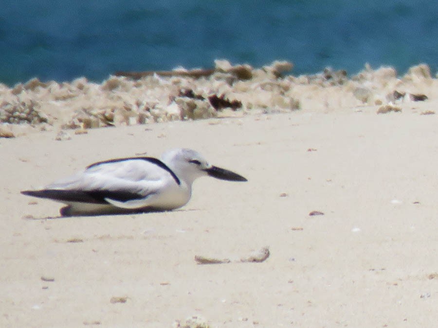 Crab-Plover - ML646418827