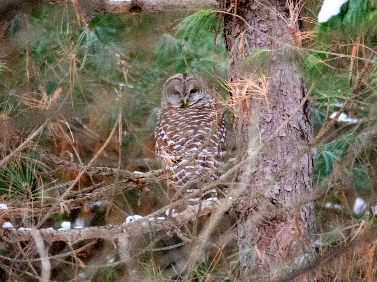 Barred Owl - ML646418829