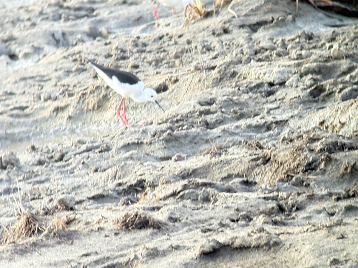 Black-winged Stilt - ML646418830