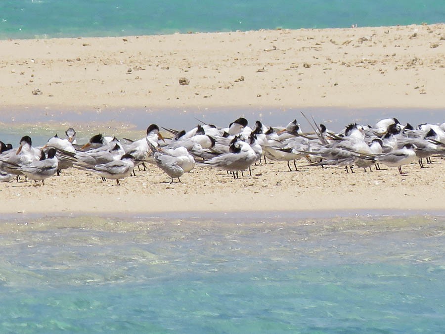 Roseate Tern - ML646418833