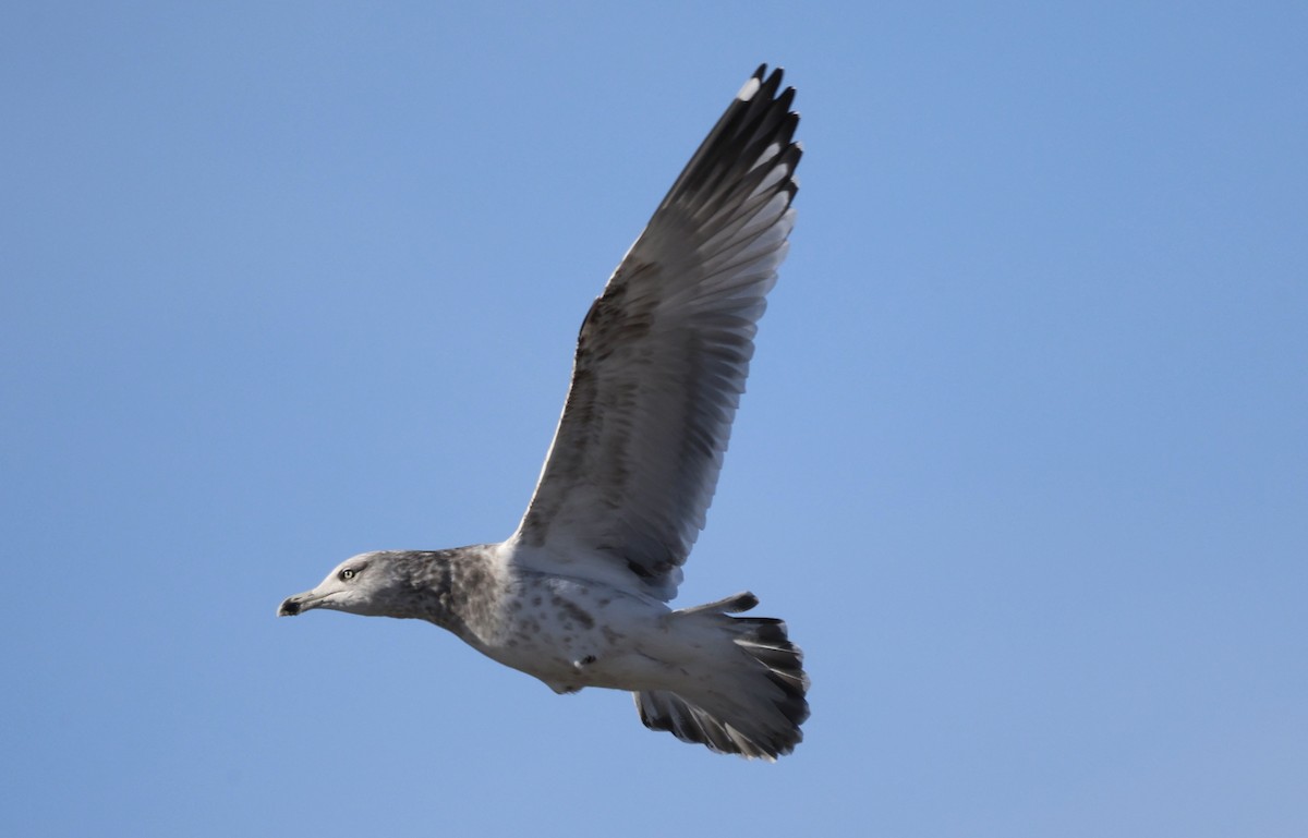 American Herring Gull - ML646418835