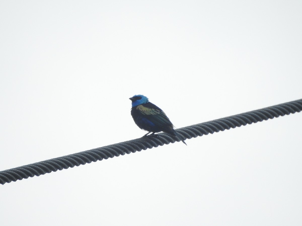 アオクビフウキンチョウ - ML646418837