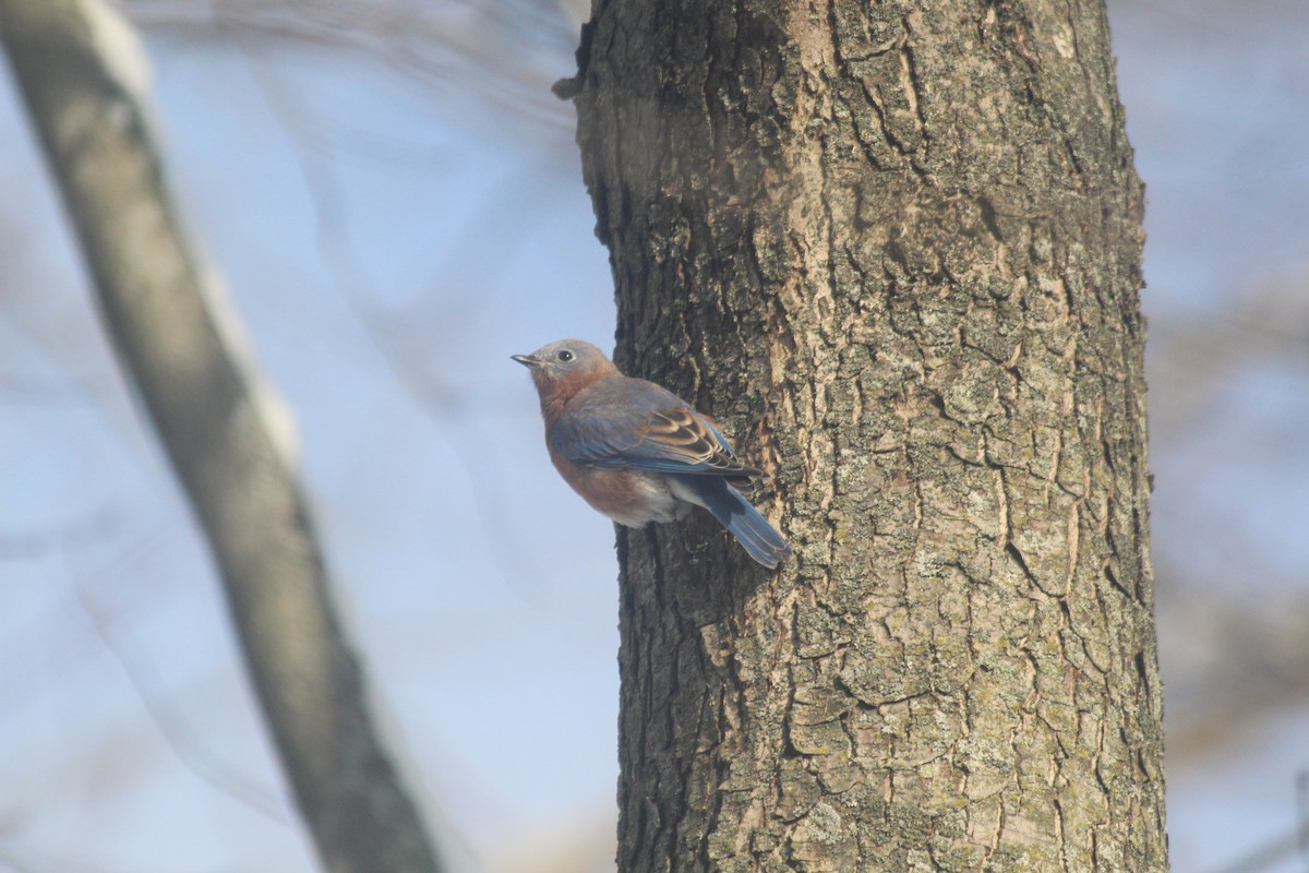 Eastern Bluebird - ML646418838