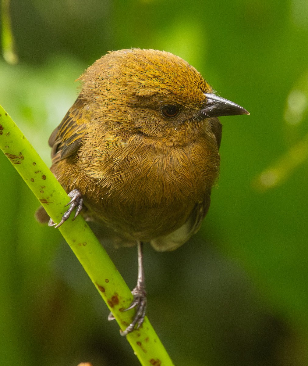 Ochre-breasted Tanager - ML646418840