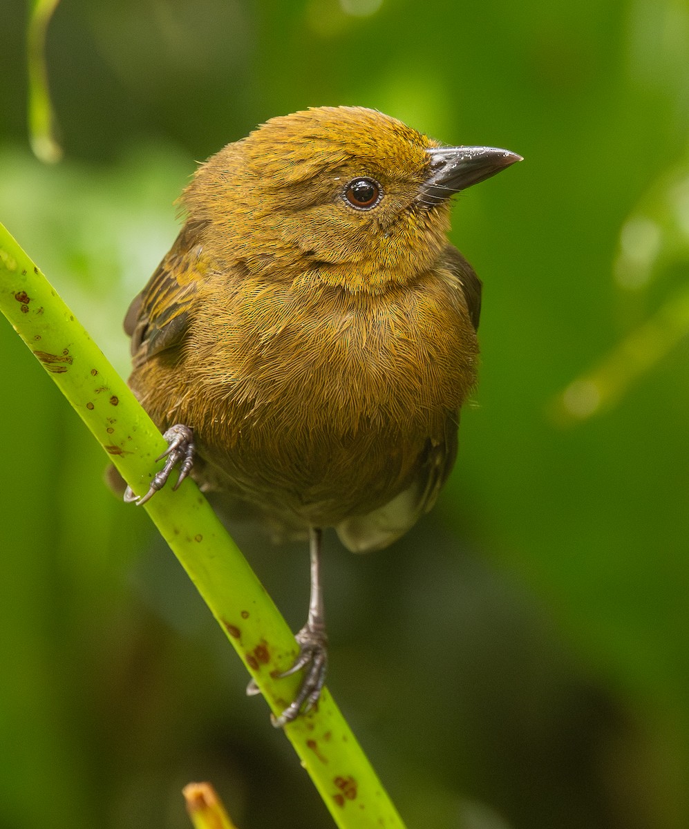 Ochre-breasted Tanager - ML646418841