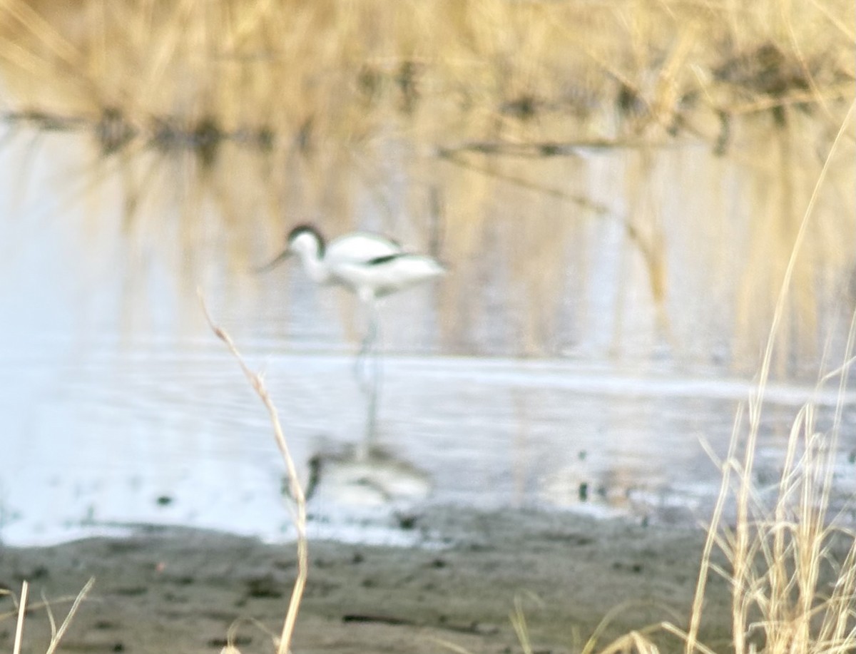 Pied Avocet - ML646418842