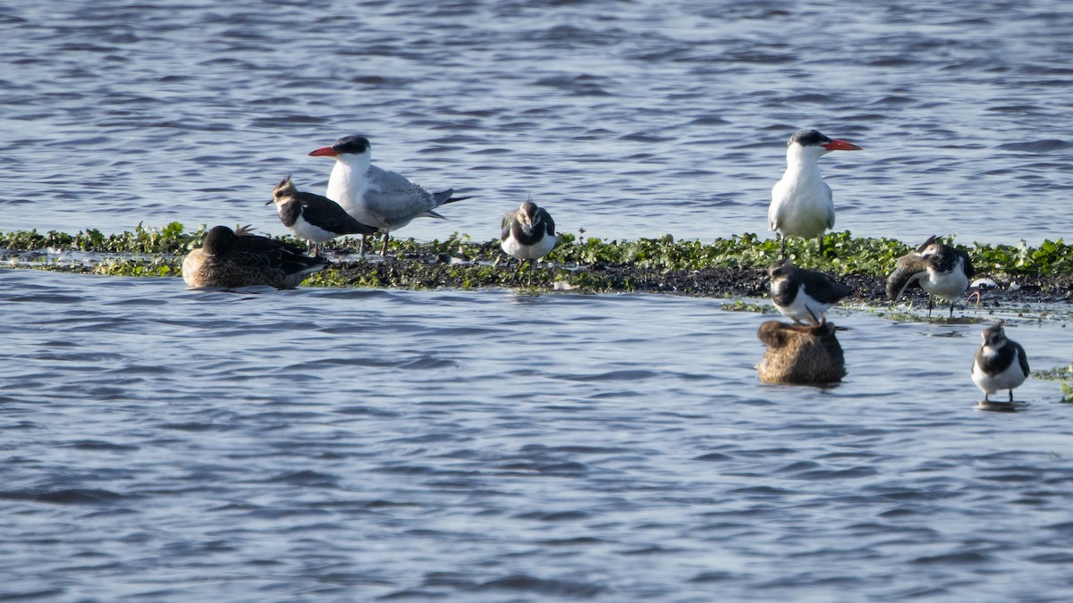 オニアジサシ - ML646418843