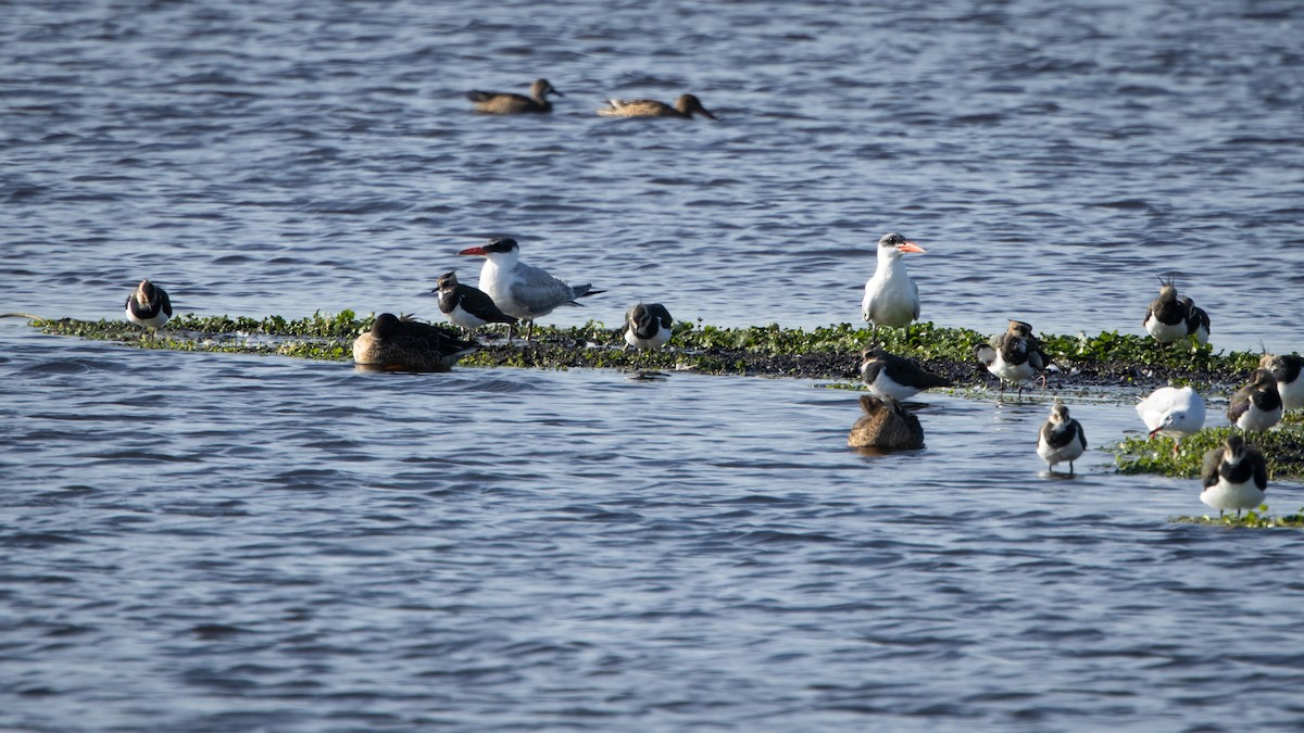 オニアジサシ - ML646418844