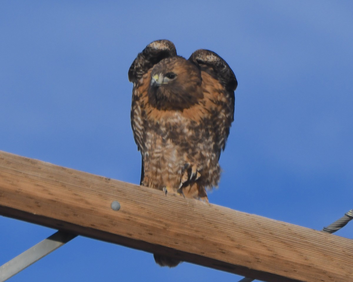 káně rudochvostá - ML646418845