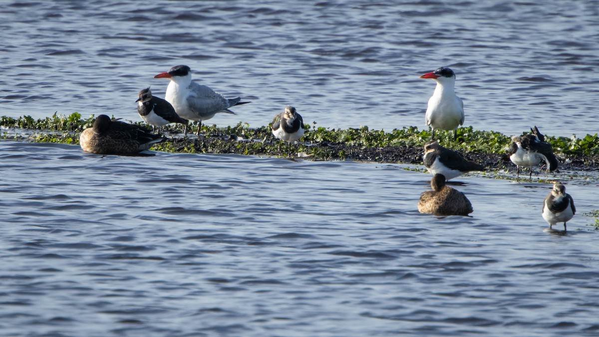 オニアジサシ - ML646418847